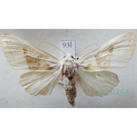 Phlogophora scita (Hübner, 1790) Zielenica szmaragdnica Czech93l